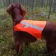 KarDog Ruska kelta/oranssi koko 4 - Koiratarvikkeet - I5690 - 1