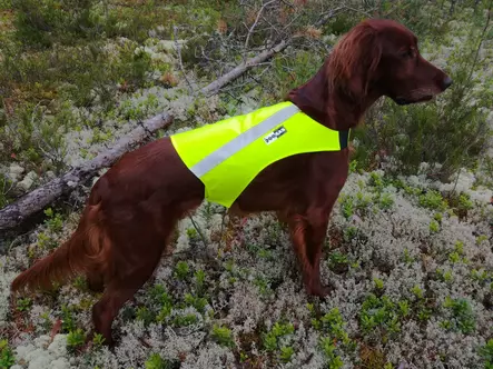 KarDog Ruska kelta/oranssi koko 1 - Koiratarvikkeet - I5691 - 2