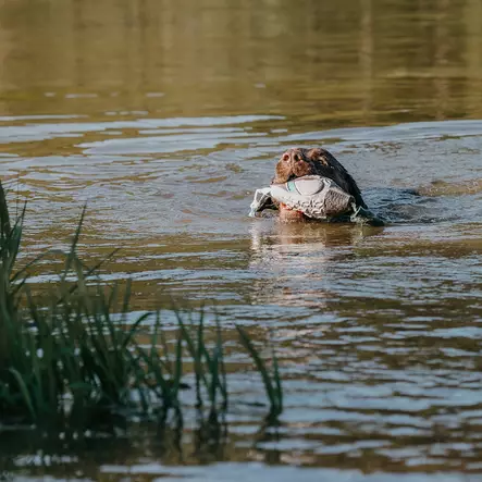 HP&G Sorsa dami - Koiratarvikkeet - ZZZ0012681 - 2