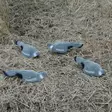 LIVE PIGEON KYYHKY 10KPL - Houkutus ja naamiointi - I5602 - 1