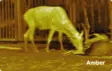 Pixfra Ranger 384×288 NETD - Pimeännäkölaitteet - ZZZ0014512 - 5