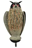 LIVE OWL - Houkutuskuvat - I4213 - 2