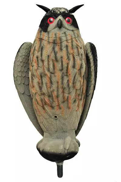LIVE OWL - Houkutuskuvat - I4213 - 2