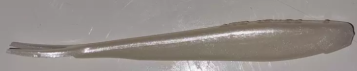 Berkley PowerBait Power Minnow 3" PW - Jigit ja jigipäät - G5284 - 1