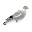 HOUKUTUSLINTU KOKOKUVA - Houkutuskuvat - I4199 - 1